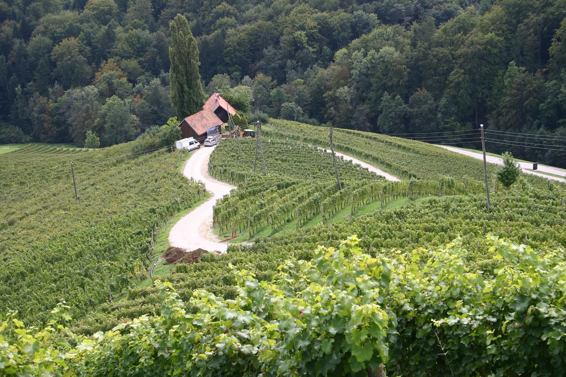 Terraced vineyard rows climbing a forested hillside in Štajerska Slovenija, with a small wine cellar and winding gravel access road